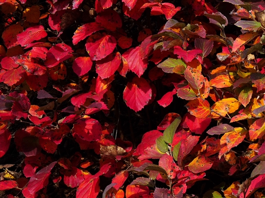 {Fothergilla gardenii}